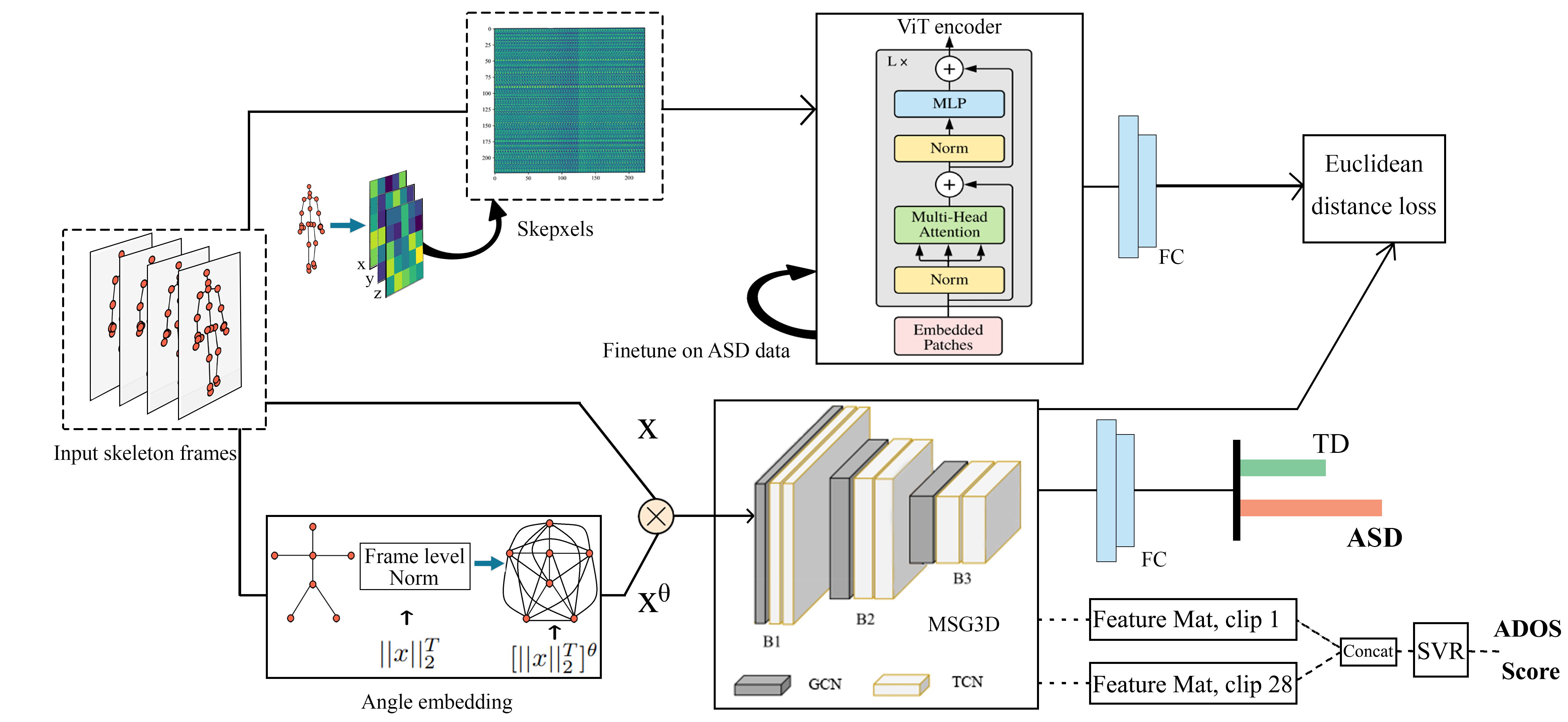 Model Asymetric Gait